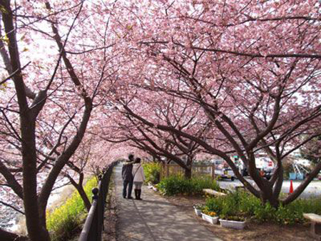 日本以赏樱时节游拉动旅游业