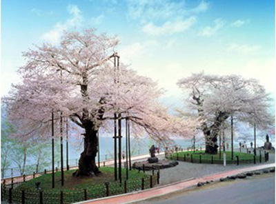日本樱花季 不可错过的樱花名木