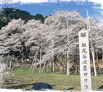 日本樱花季 不可错过的樱花名木