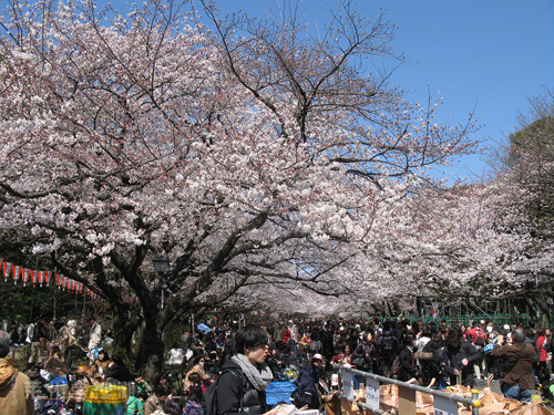 上野公园 浪漫樱花树下