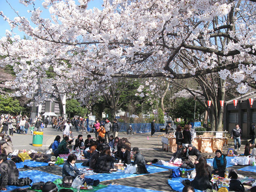 上野公园 浪漫樱花树下