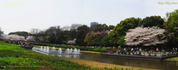 上野公园 浪漫樱花树下