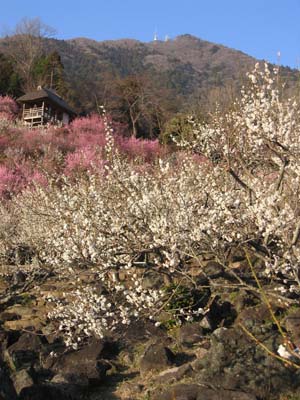 第39次筑波山梅花节