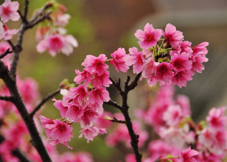 冲绳早开的寒绯樱花