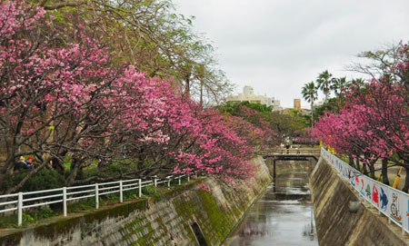 冲绳早开的寒绯樱花