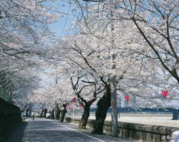长良川堤坝樱花