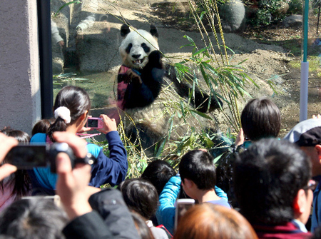 大熊猫在日高人气 上野动物园入园人数时隔19年再破400万