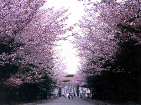 北海道神宫例祭（札幌节）