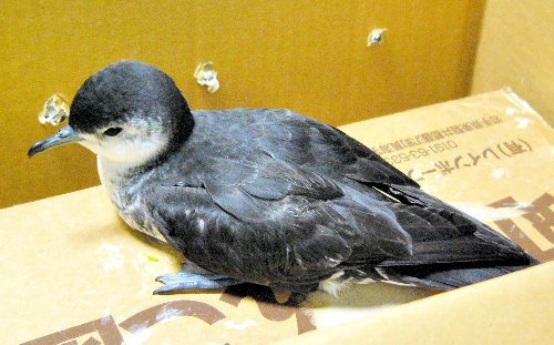 20年前绝种海鸟Bryan's shearwater再现小笠原诸岛