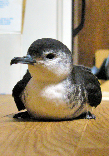 20年前绝种海鸟Bryan's shearwater再现小笠原诸岛