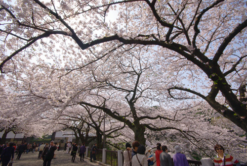 受冬季寒流影响 日本今年樱花绽放时间延迟