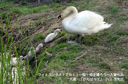 龙崎市