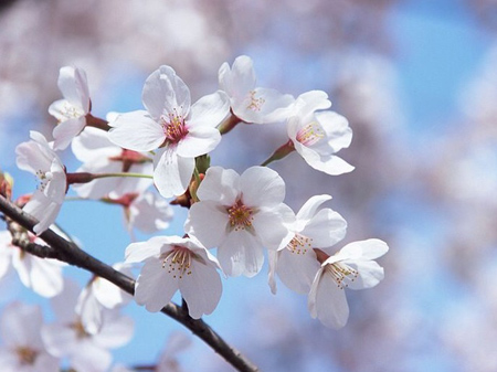 初春游日本 赴一场樱花之约