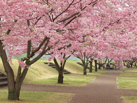 初春游日本 赴一场樱花之约