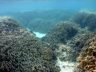 冲绳白保海岸美丽珊瑚礁