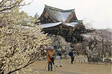 日本关西地区出现寒潮天气 梅花在飞雪中怒放
