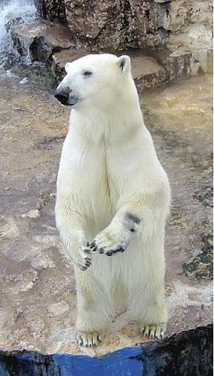 日本东京上野动物园迎意大利北极熊新客