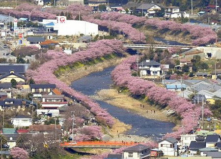 日本静冈县河津樱花盛开迎接春的到来