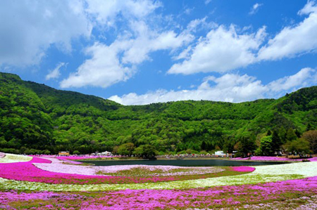 春日下的富士芝樱花海