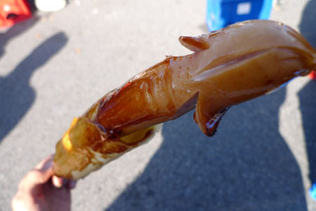 爱知县的性文化（三）：田县神社·丰年祭（男性生殖器祭）