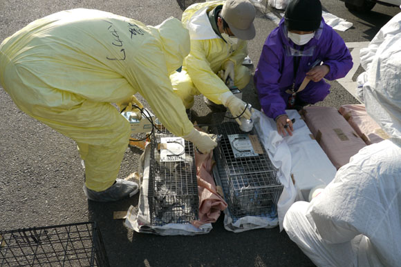 生命的重负：日本地震灾区被遗留下的动物