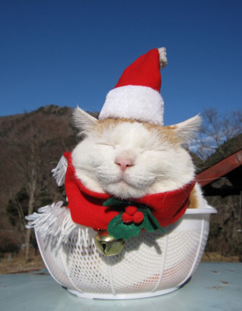 日本猫叔迎来10岁生日憨态照片萌翻天