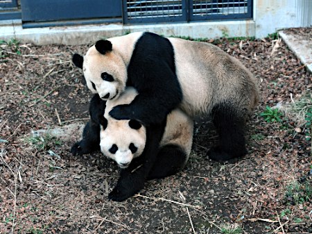 上野动物园两只大熊猫开始交配 园方暂停开放参观