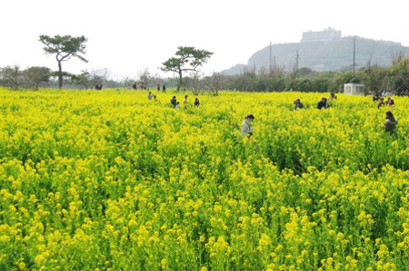 渥美半岛油菜花祭 置身花海梦幻体验