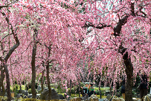 京都城南宫神社梅花香 垂枝梅及茶花迎来观赏时节