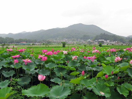 日高市