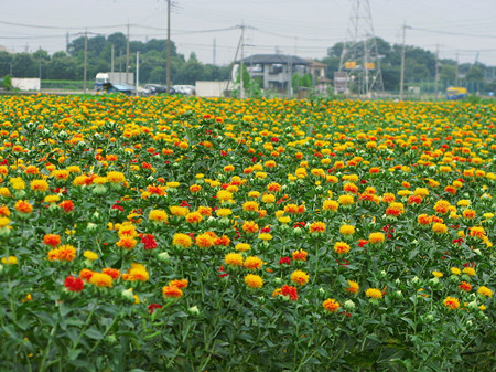 桶川市