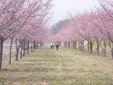 坂户市