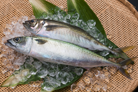 关竹荚鱼和关青花鱼