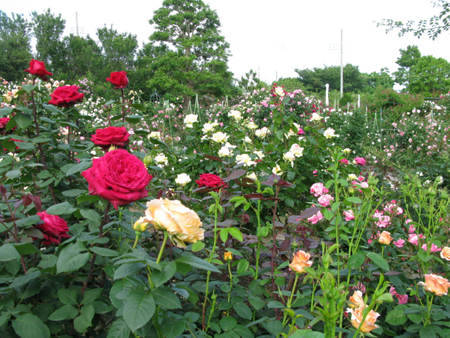 赤城玫瑰&草莓园