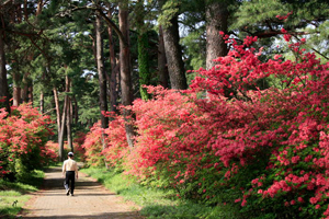 赤诚神社参道松和杜鹃林荫道 日本通 赤诚神社参道松和杜鹃林荫道 日本通
