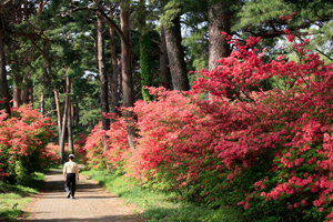 赤诚神社参道松和杜鹃林荫道