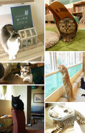大阪别具一格的“猫咪时光”咖啡馆