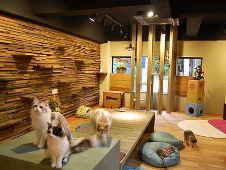 当地媒体说,猫咖啡馆的流行不仅体现出日本人对动物