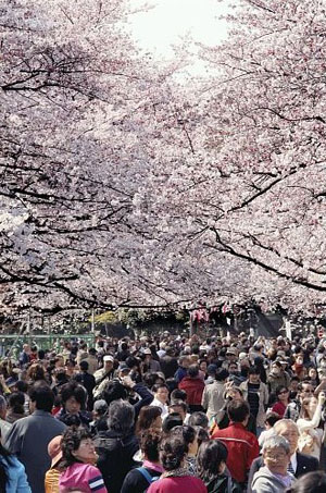 东京上野公园迎来赏樱游客高峰