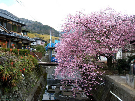 四月的日本樱花烂漫