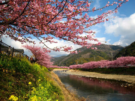 四月的日本樱花烂漫