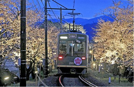 日本京都“夜樱电车”开启 穿越樱花隧道
