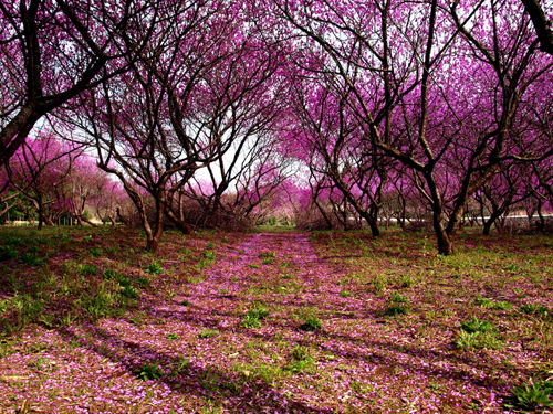 日本民族中的樱花品性