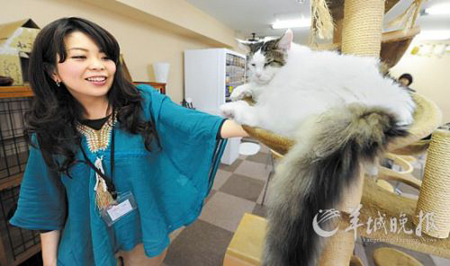 日本将实施动物保护新规使 “猫咖啡馆”遇发展障碍