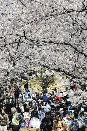 福冈市樱花盛开 正是春花烂漫时