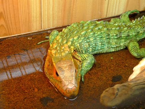 日本有家爬虫类咖啡厅 顾客可与蜥蜴及蛇等共处