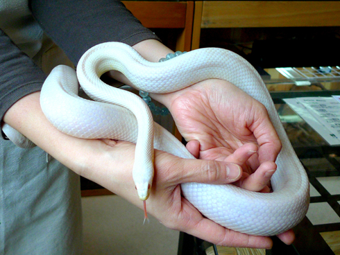 日本有家爬虫类咖啡厅 顾客可与蜥蜴及蛇等共处