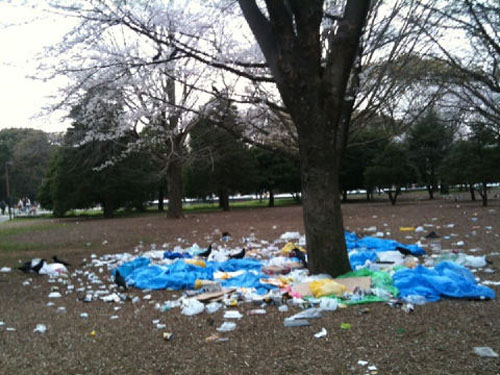 东京樱花绽放 赏樱景点遭遇大量垃圾