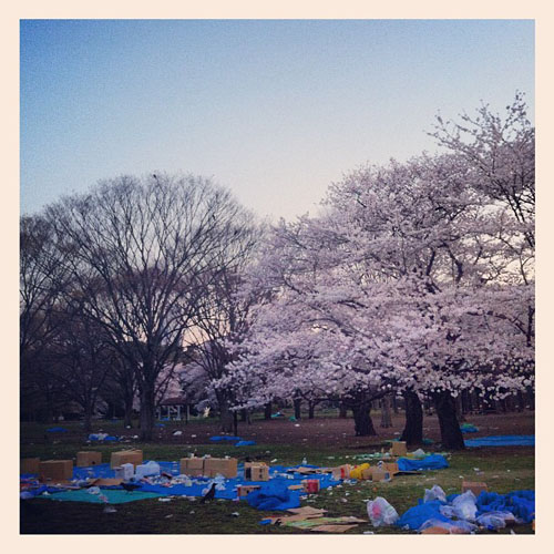东京樱花绽放 赏樱景点遭遇大量垃圾
