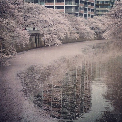 东京目黑川樱花凋落后极致美景引话题